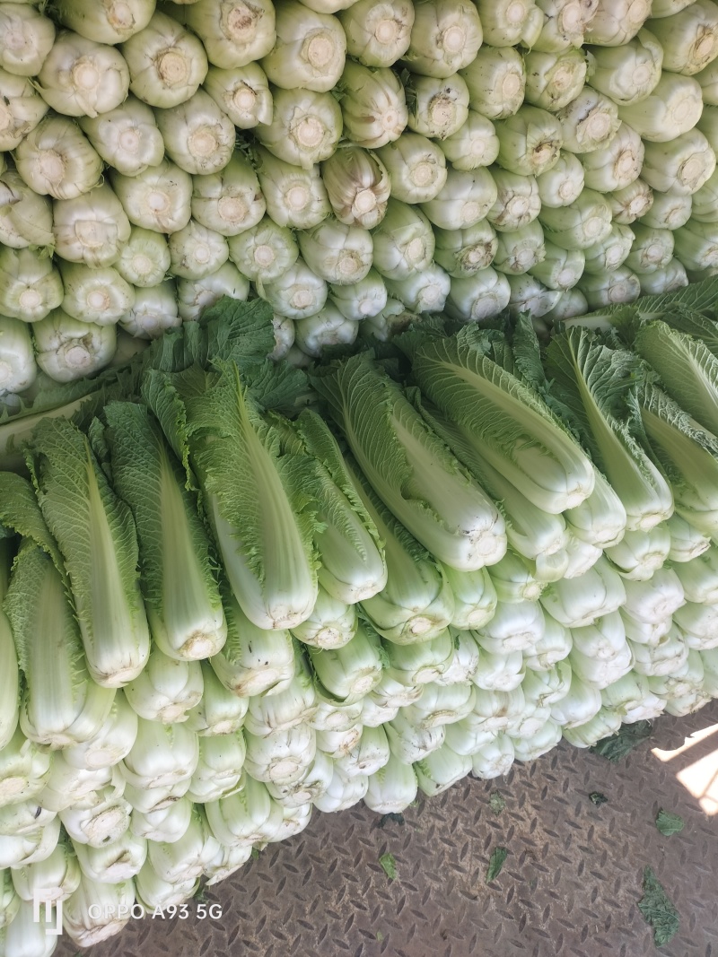 广西宾阳竹筒青长菜