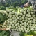 广西宾阳竹筒青长菜