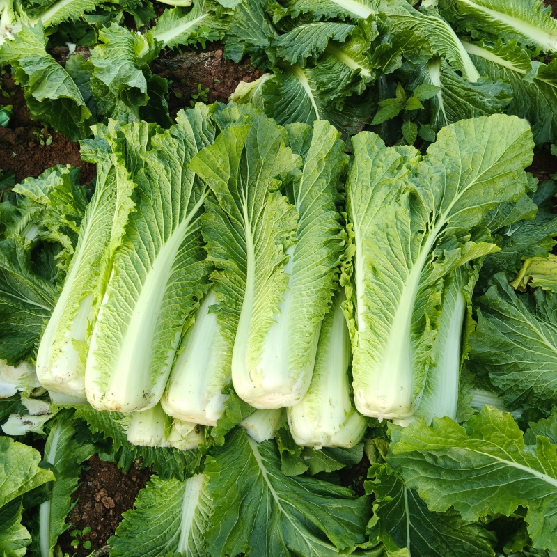 广西宾阳竹筒青长菜