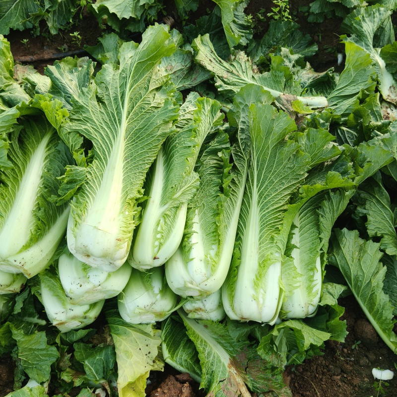 广西宾阳竹筒青长菜
