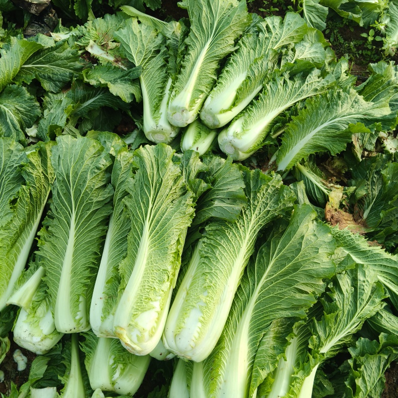 广西宾阳竹筒青长菜