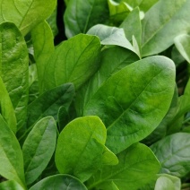 大棚菠菜