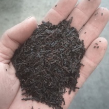 侧柏叶，侧柏炭，一手货源量大价优，产地直销