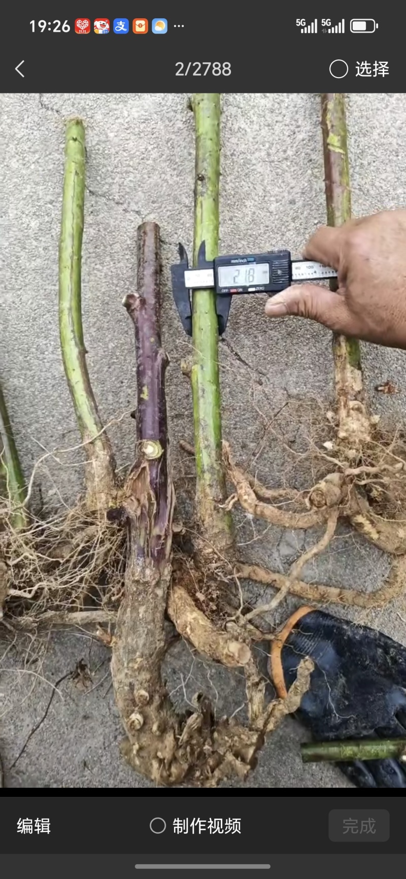 覆盆子苗