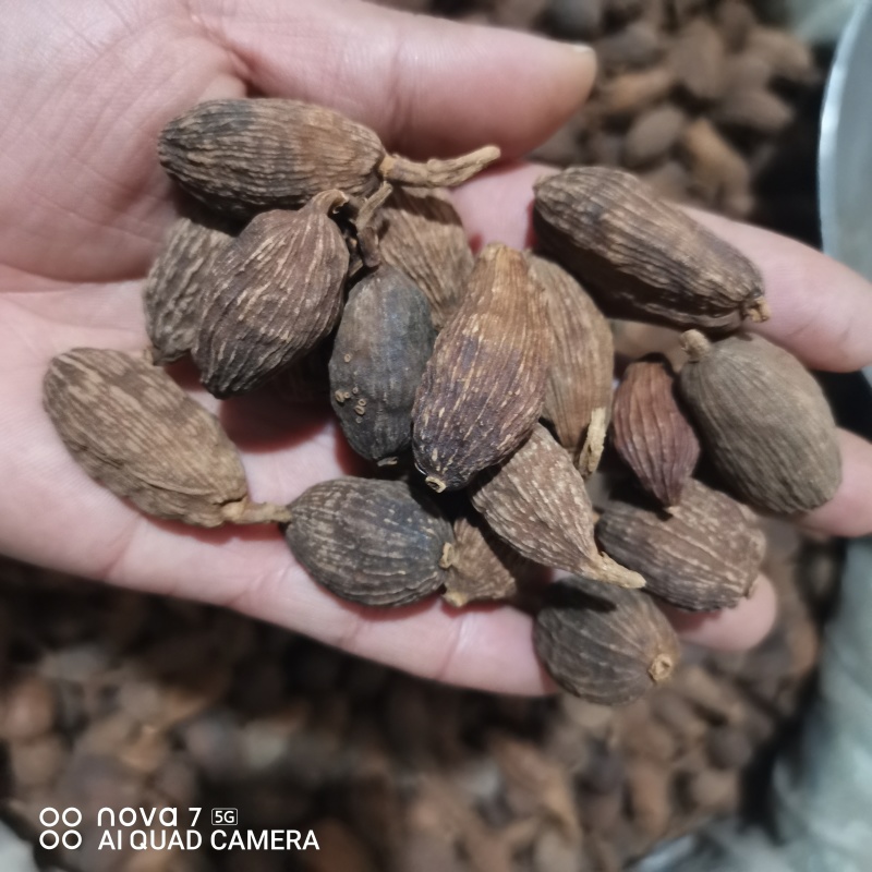 草果云南大草果一手货源批发各种香辛料量大从优