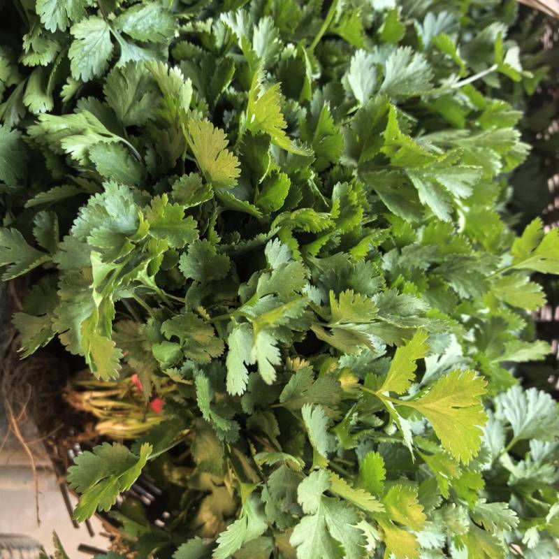 [荐]香菜精品小叶香菜原产地发货各种规格欢迎来电