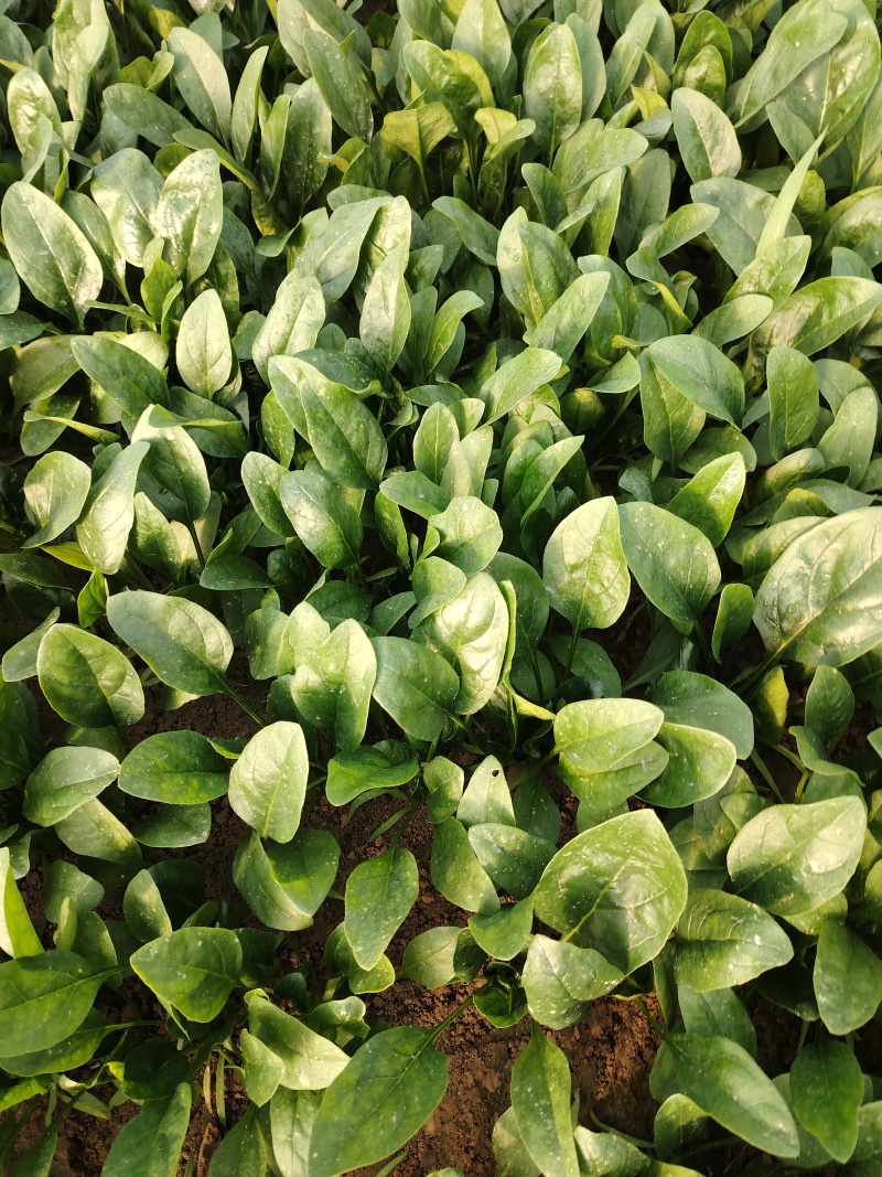 单县大叶菠菜颜色鲜亮，无霜霉，无黄叶，无烂叶，无白点，