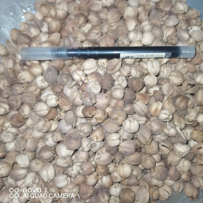 白豆蔻香料调料大全无硫白豆寇大料卤肉火锅