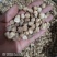 白豆蔻香料调料大全无硫白豆寇大料卤肉火锅