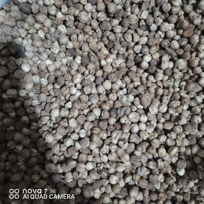 白豆蔻香料调料大全无硫白豆寇大料卤肉火锅