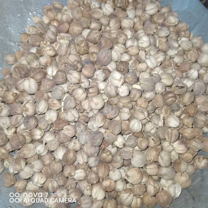 白豆蔻香料调料大全无硫白豆寇大料卤肉火锅