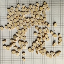 【实力推荐】黄芪片生黄芪产地直销量大质优价格优惠