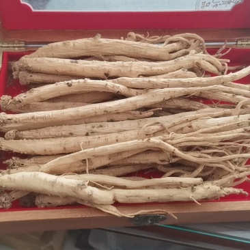 甘肃白条党参