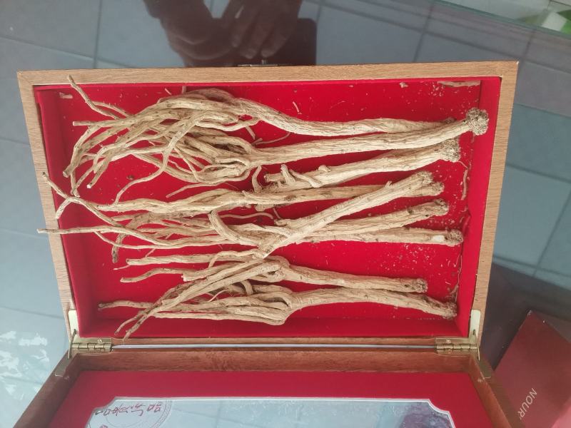 甘肃白条党参