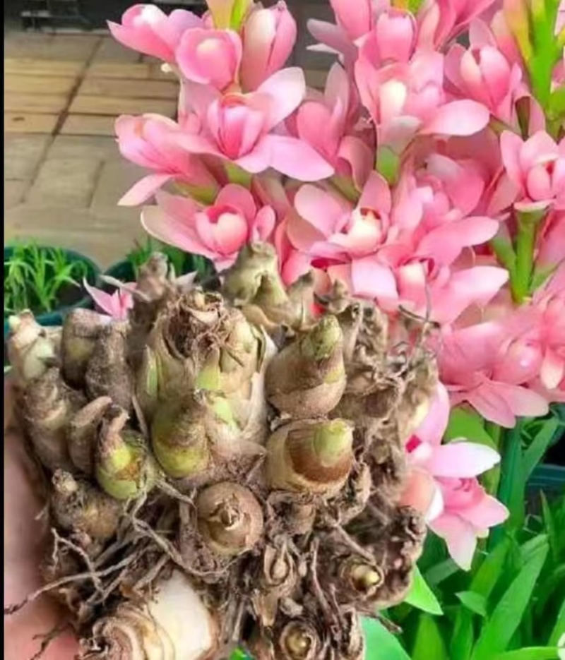 晚香玉产地直销，货源充足，欢迎电商平台老板合作。