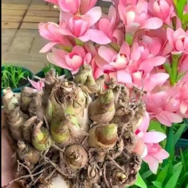 晚香玉产地直销，货源充足，欢迎电商平台老板合作。