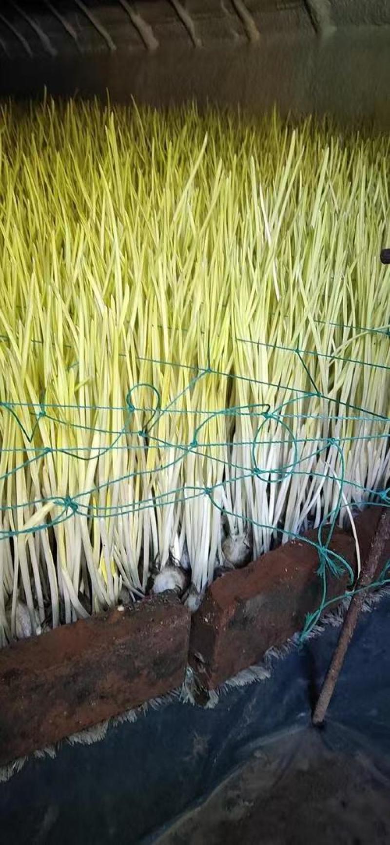 蒜黄精品蒜黄对接各大商超市场
