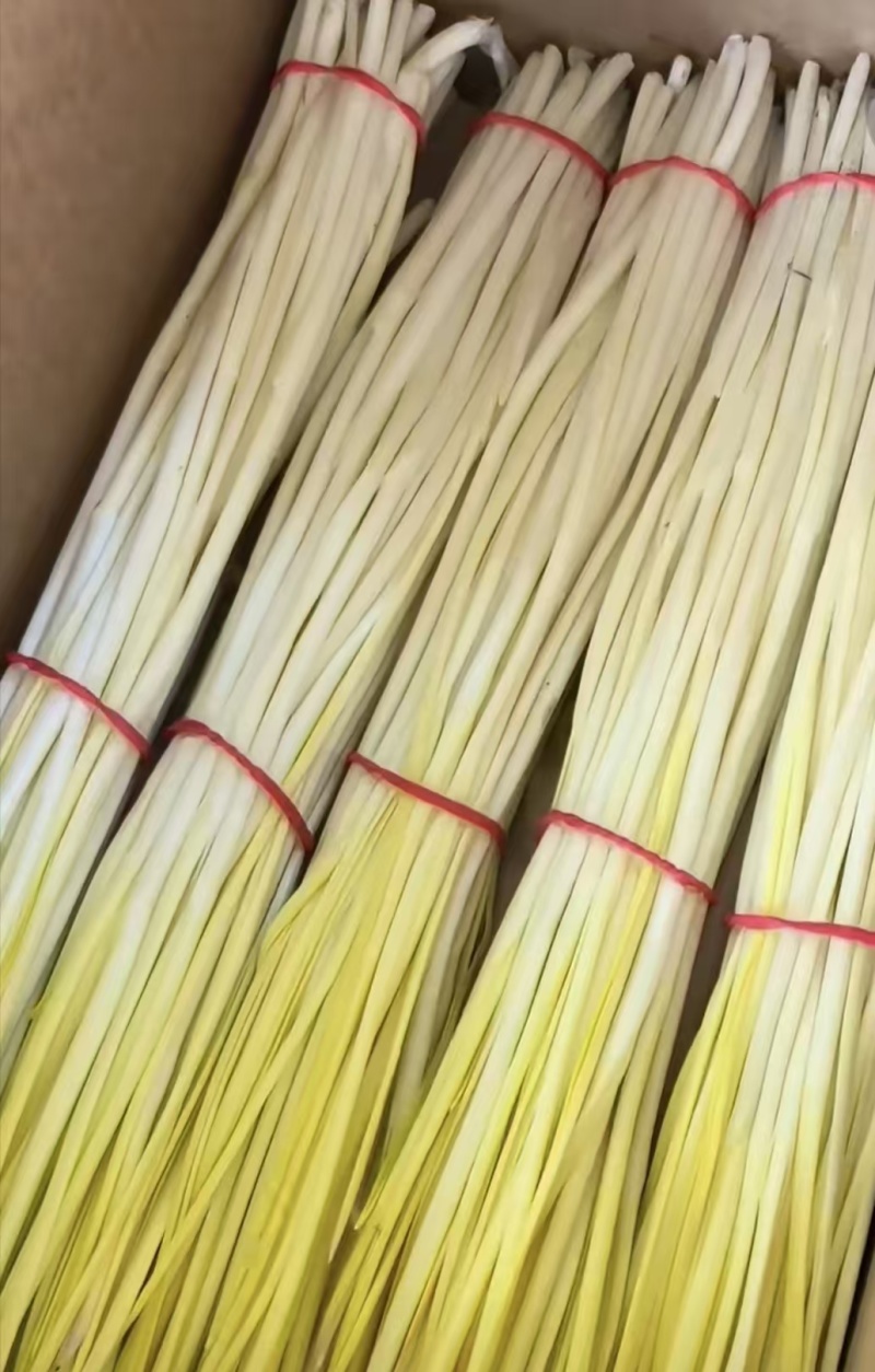 蒜黄精品蒜黄对接各大商超市场