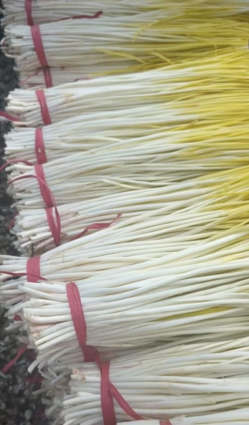 蒜黄精品蒜黄对接各大商超市场