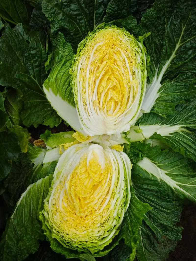 黄心大白菜商超市场**产地直发