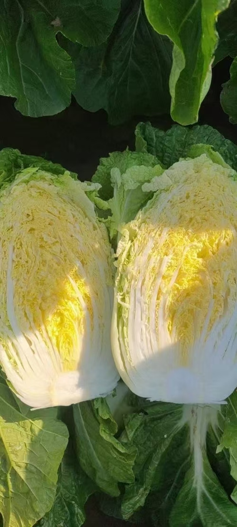 黄心大白菜商超市场**产地直发