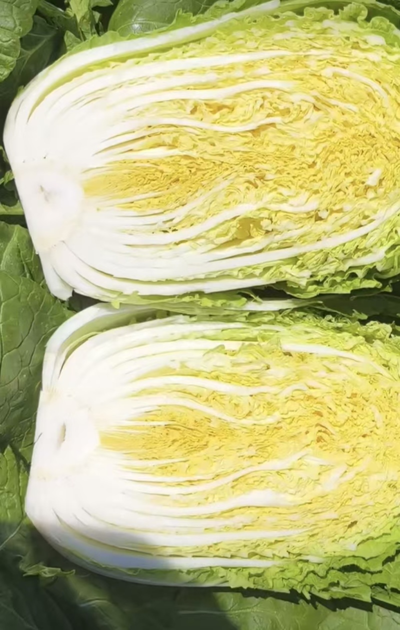 黄心大白菜商超市场**产地直发