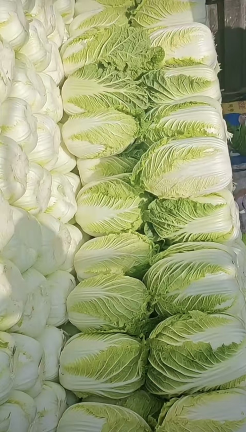 黄心大白菜商超市场**产地直发