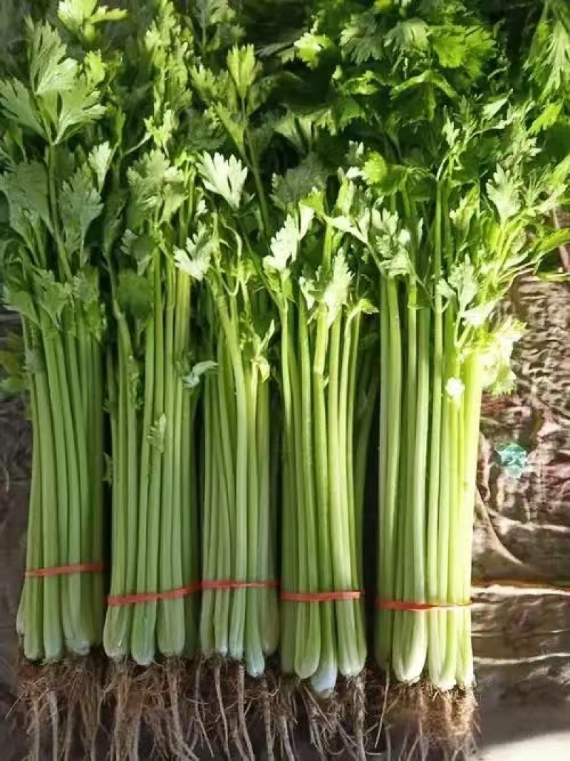 香芹产地直发超市市场大量供应
