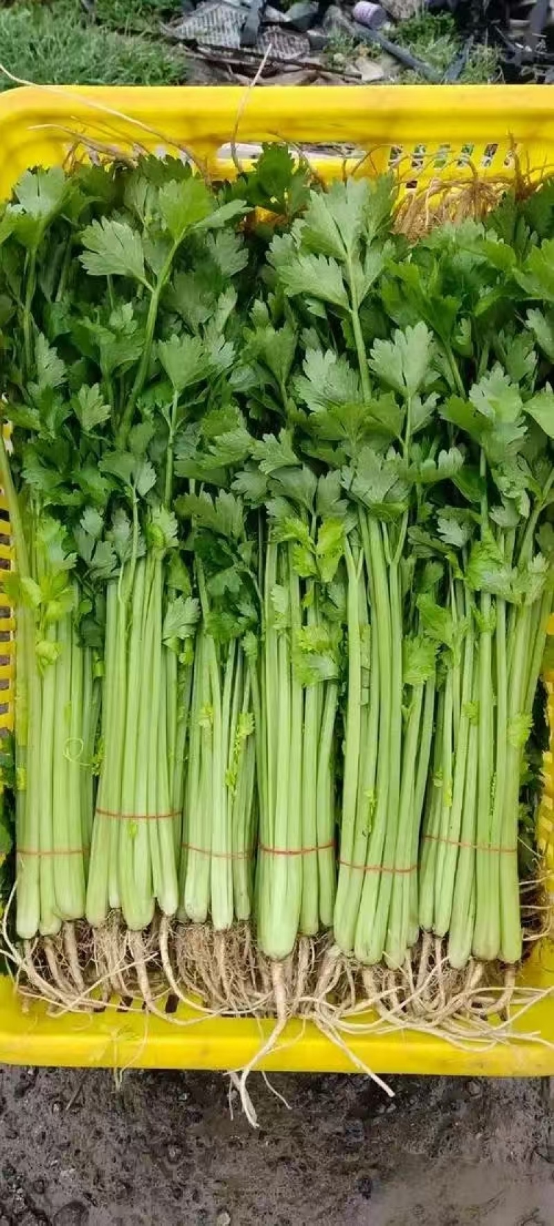香芹产地直发超市市场大量供应