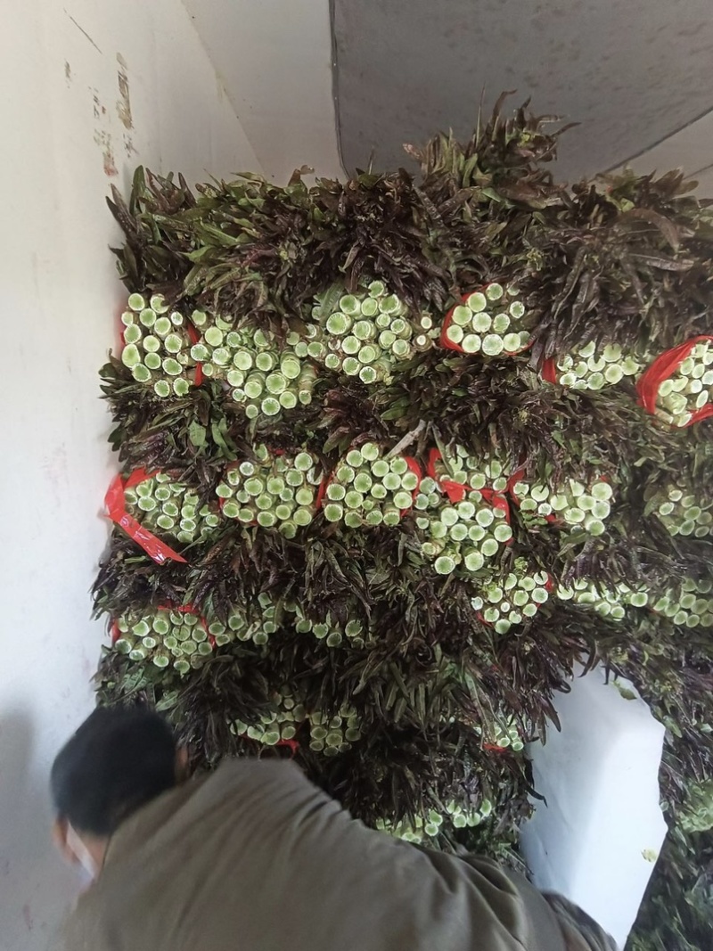 开封莴笋一手货源红叶香莴苣价格实惠视频看货诚信经营