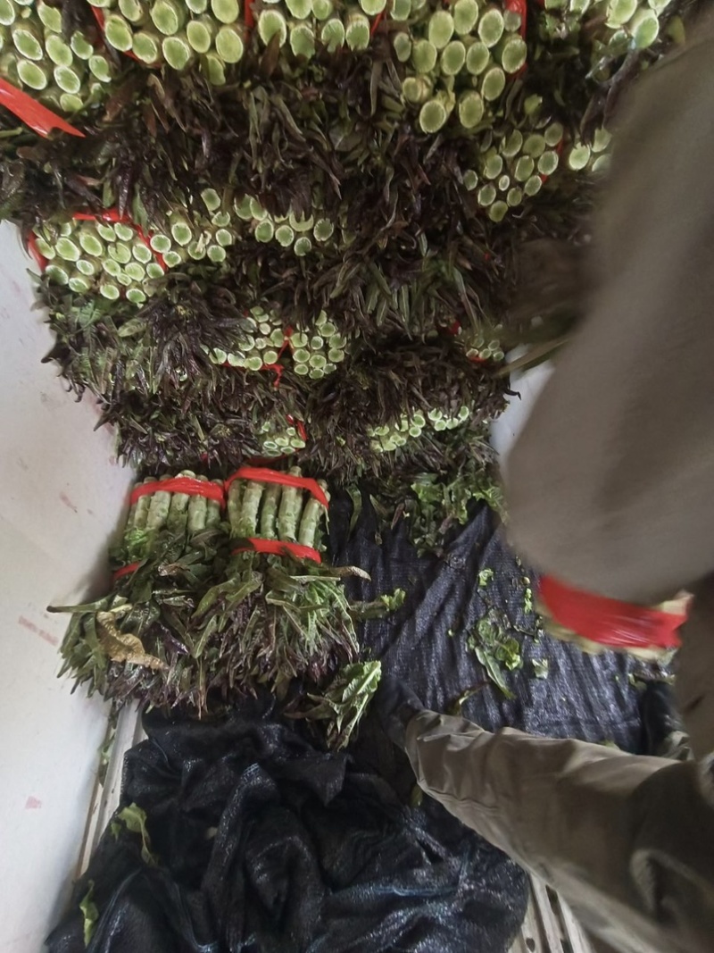 开封莴笋一手货源红叶香莴苣价格实惠视频看货诚信经营