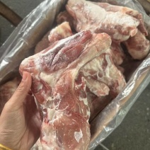 带腱前腿骨