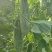 羊角蜜头茬手提盒