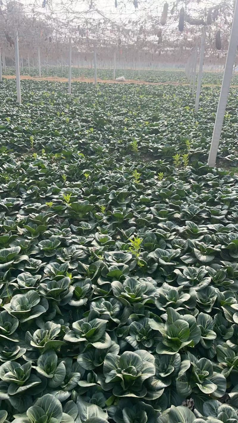 实力推荐苏州青产地一手货源全国发货量大价优欢迎随时联系