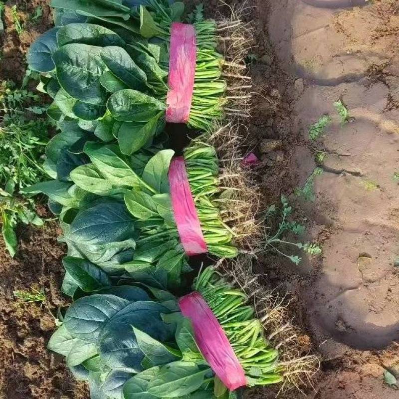 大叶菠菜