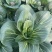 牛商推荐苏州青产地一手货源全国发货优欢迎随时联系