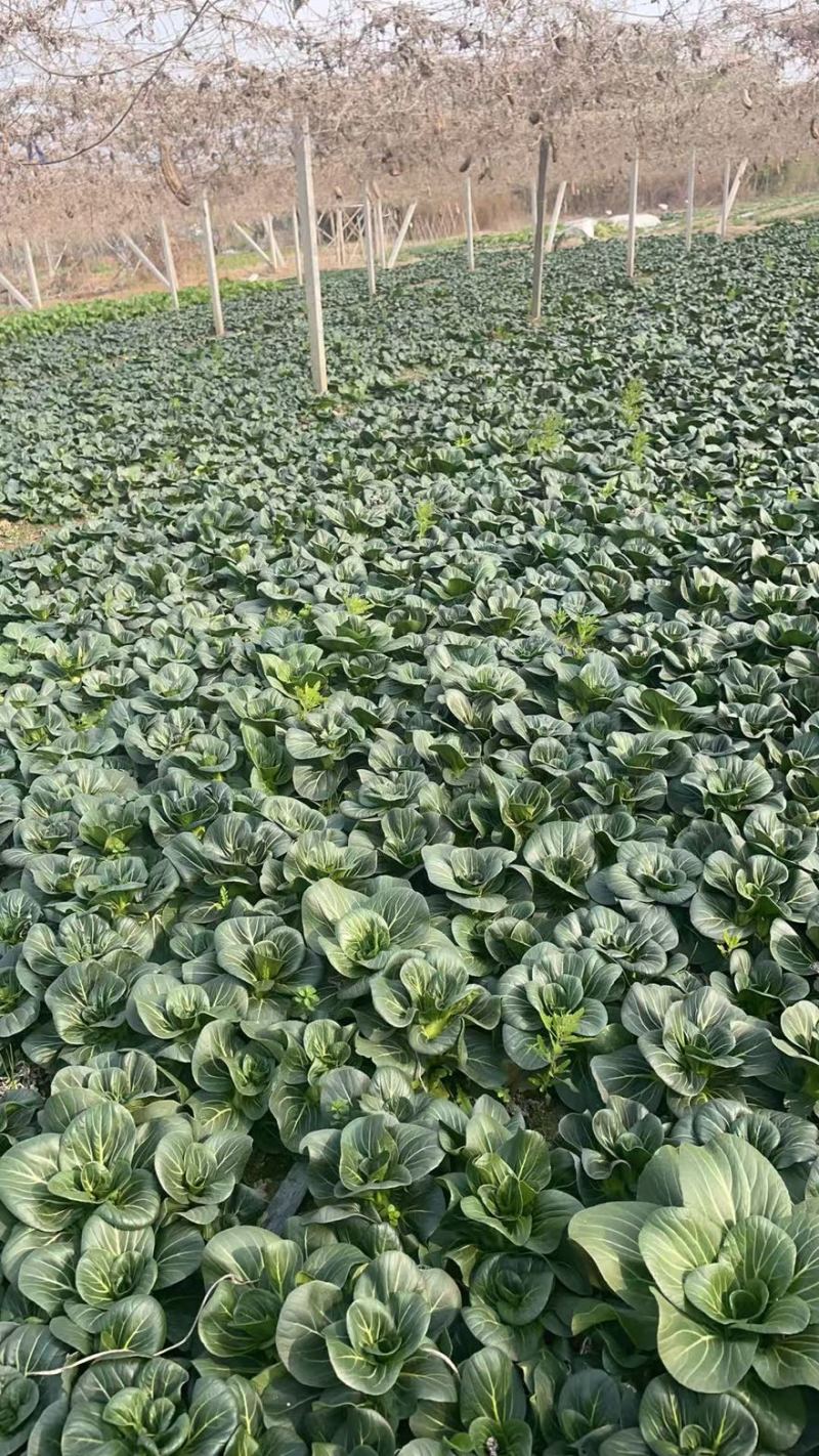 牛商推荐苏州青产地一手货源全国发货优欢迎随时联系