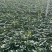 牛商推荐苏州青产地一手货源全国发货优欢迎随时联系