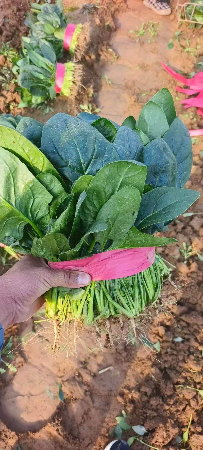 大叶菠菜