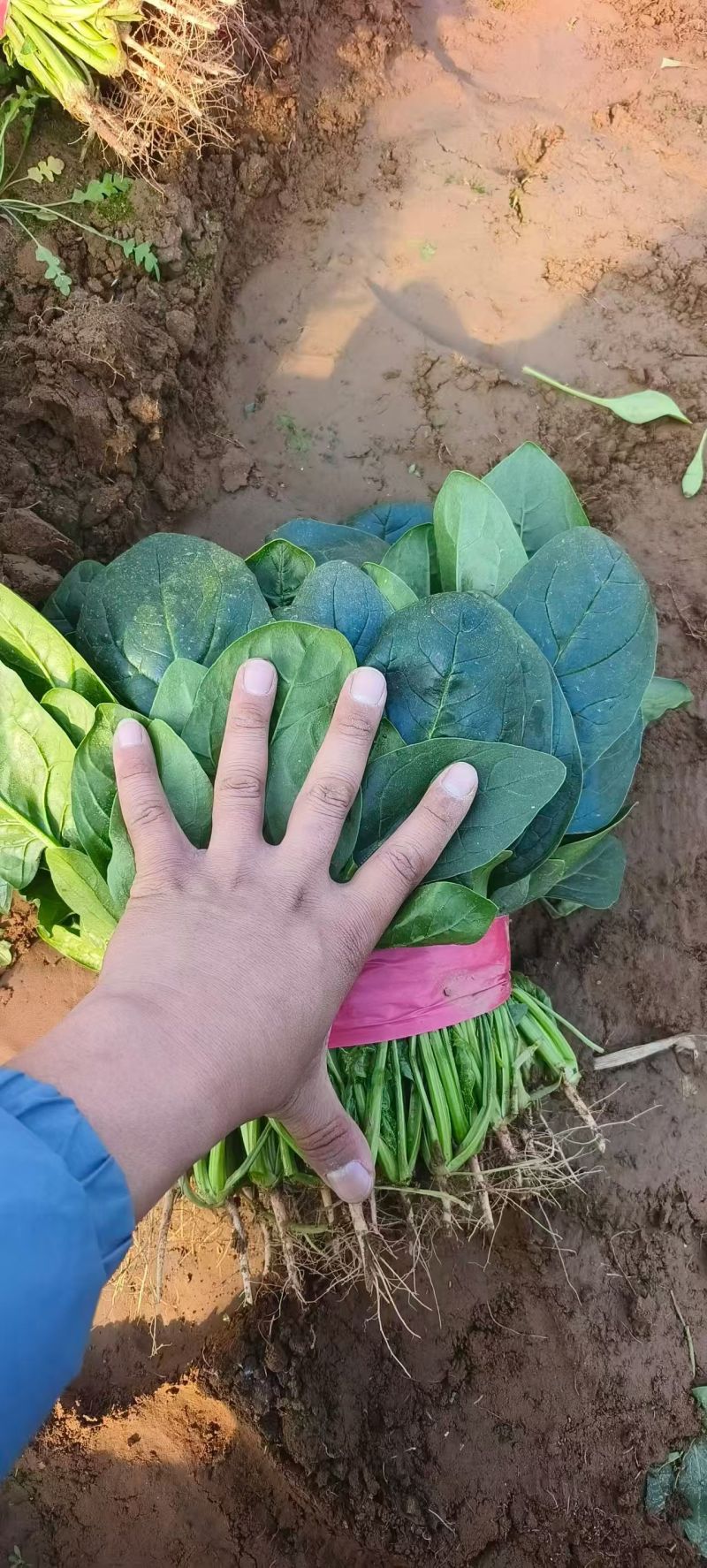 大叶菠菜
