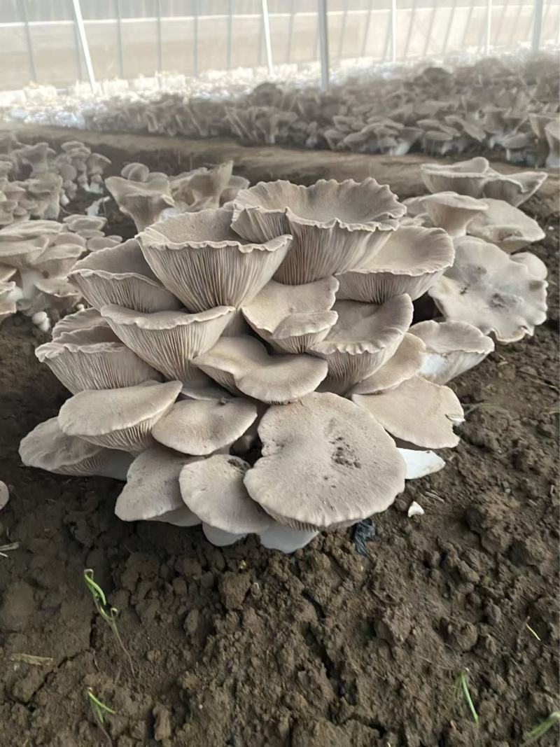 荷叶菇
