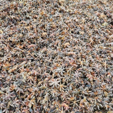 广西古龙新大红干枝2025年古龙一级大红干枝颜值高走货快