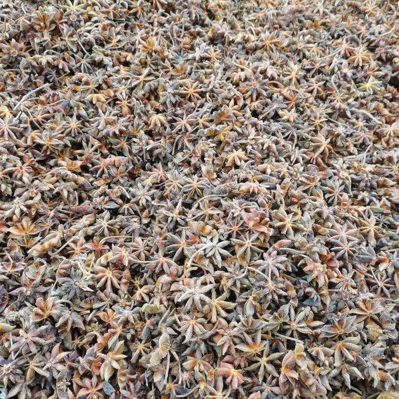 广西古龙新大红干枝2025年古龙一级大红干枝颜值高走货快