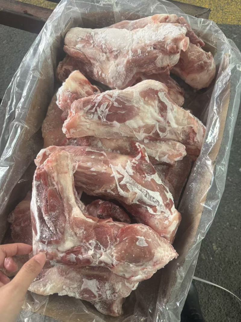 带腱前腿骨