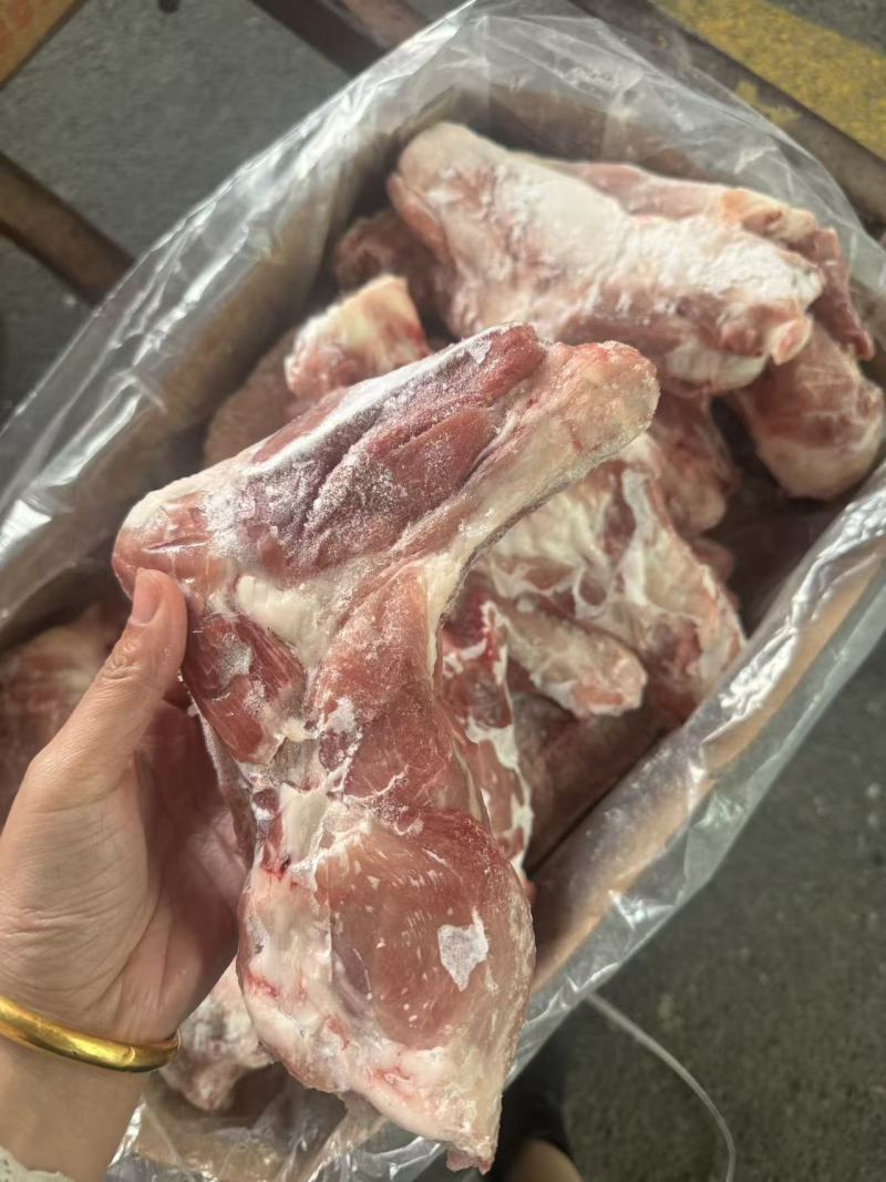 带腱前腿骨