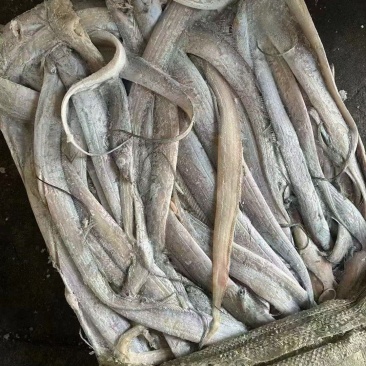 罐头带鱼，现货100吨