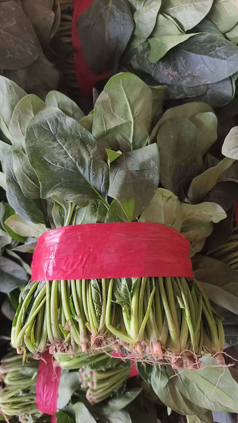 《山东菠菜》大叶菠菜/小叶菠菜/产地货源/全国保质保量