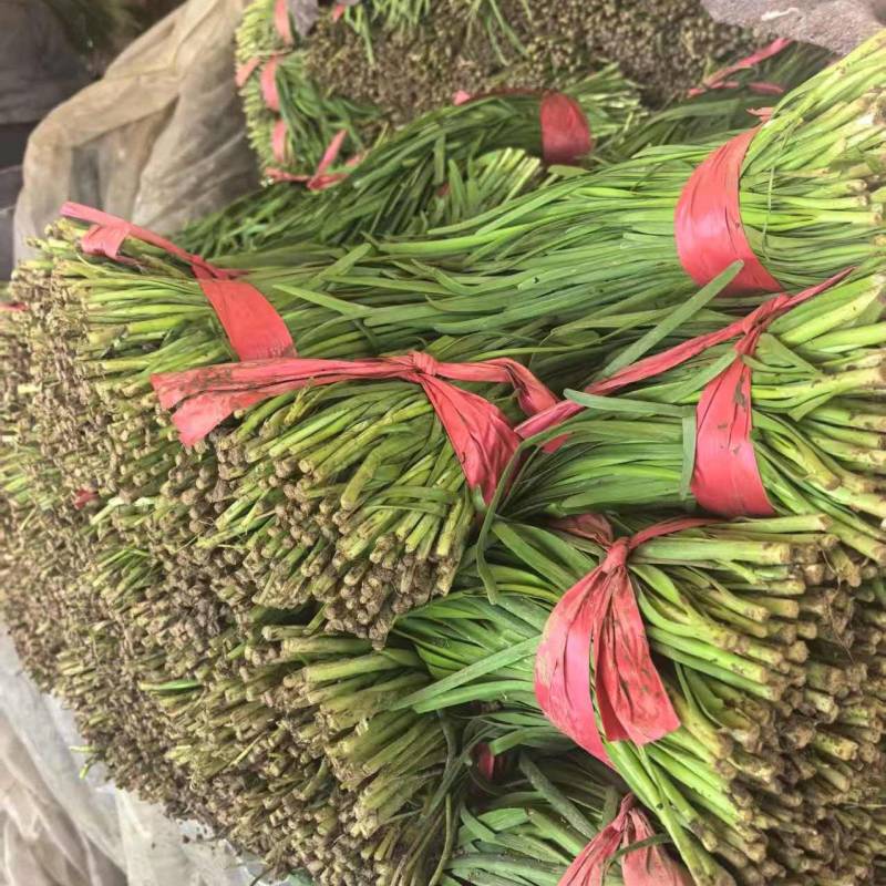 精品韭菜【山东大叶韭菜】支持视频看货，可发往全国市场！