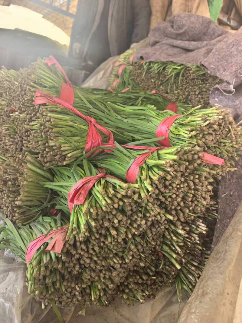 精品韭菜【山东大叶韭菜】支持视频看货，可发往全国市场！