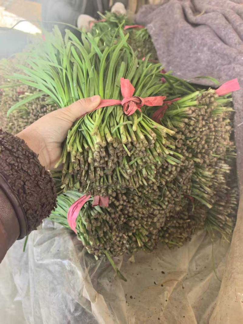 精品韭菜【山东大叶韭菜】支持视频看货，可发往全国市场！